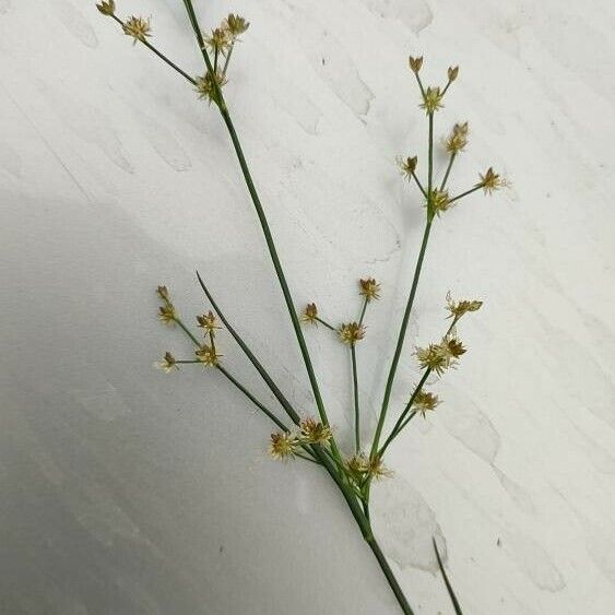 Juncus articulatus Flower