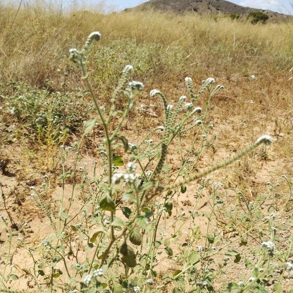 Heliotropium europaeum Характер