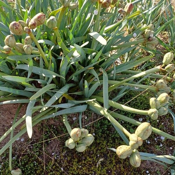 Pancratium maritimum Habit