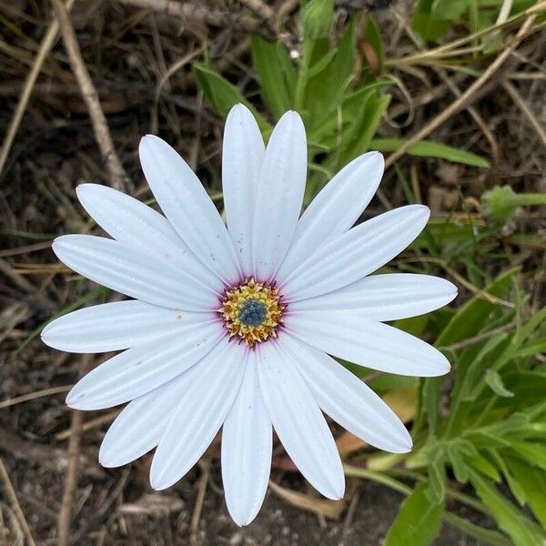 Dimorphotheca pluvialis Flower