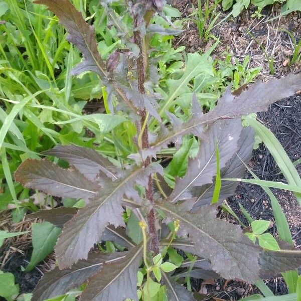 Erechtites hieraciifolius Blad