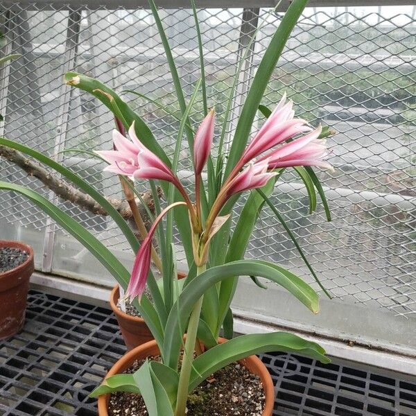 Crinum bulbispermum Vivejo