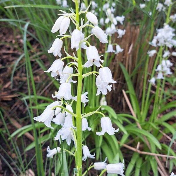 Hyacinthoides hispanica Flors