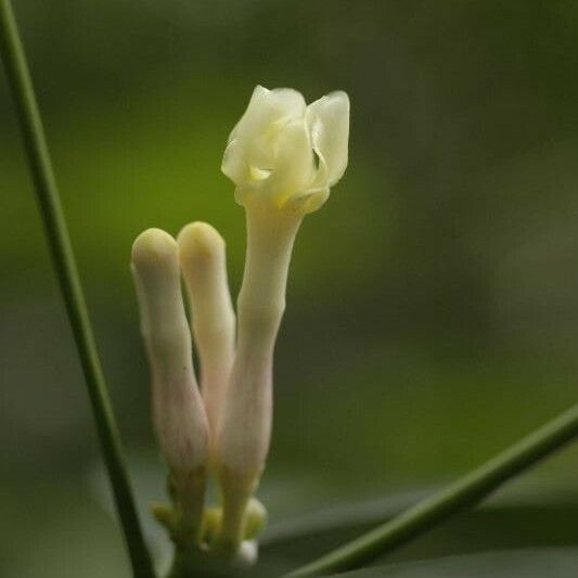 Tabernaemontana disticha Flower