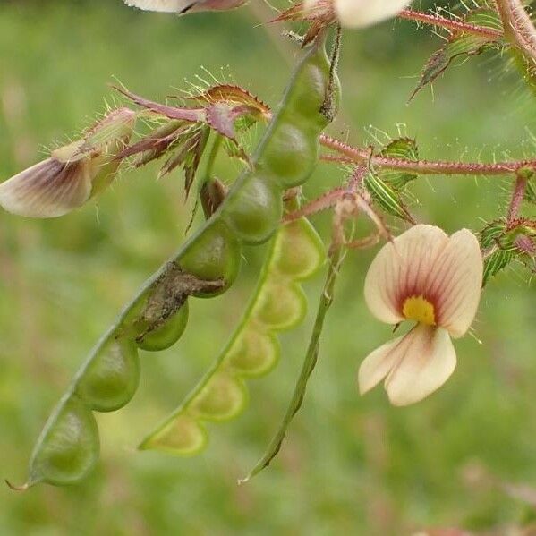 Aeschynomene americana Fruto