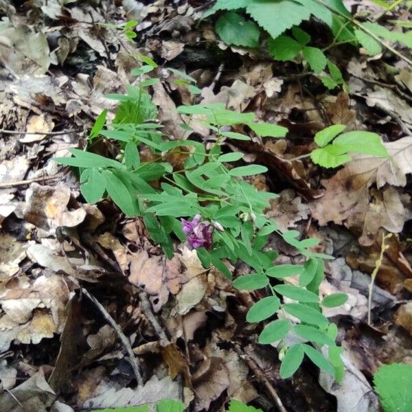 Lathyrus niger Облик