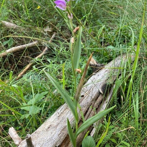 Cephalanthera rubra অভ্যাস