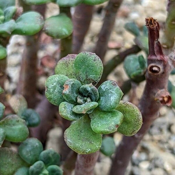 Echeveria skinneri Ліст