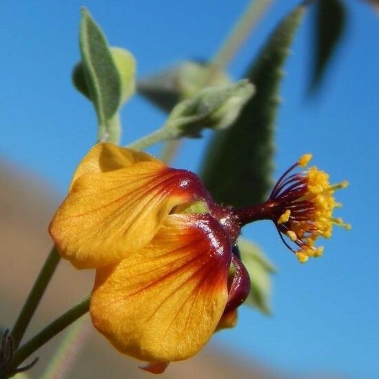 Abutilon incanum Flower