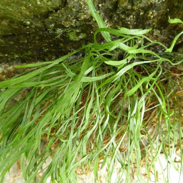 Asplenium septentrionale Habitus