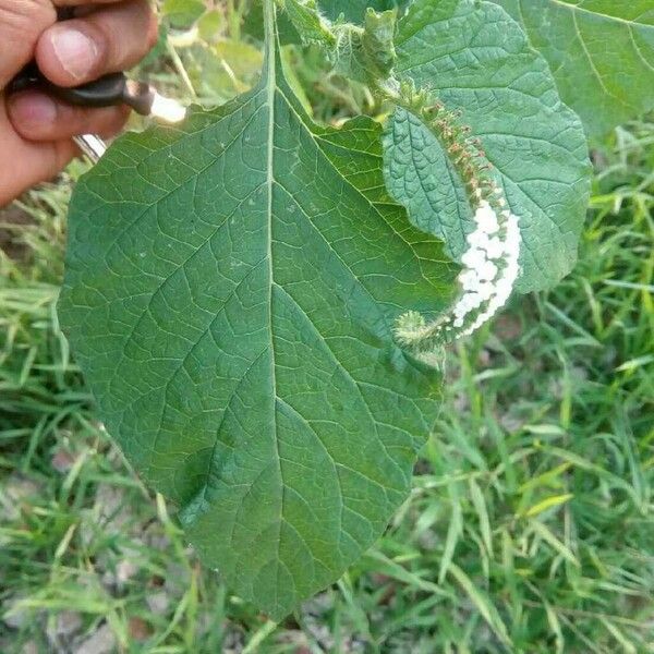 Heliotropium indicum Leaf