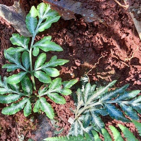 Pteris ensiformis Vekstform