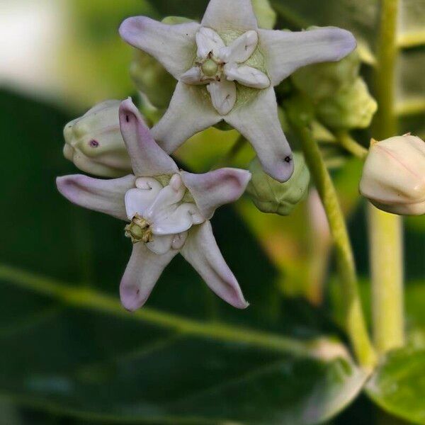 Calotropis gigantea Flower