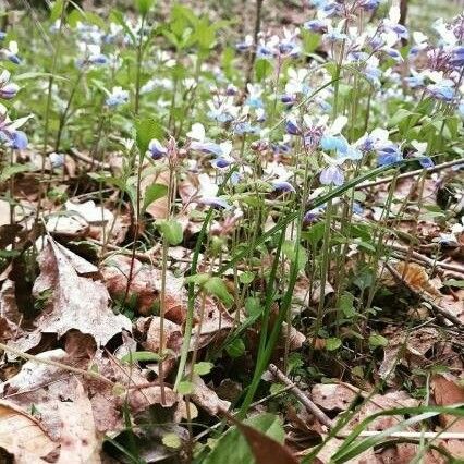 Collinsia verna Цвят