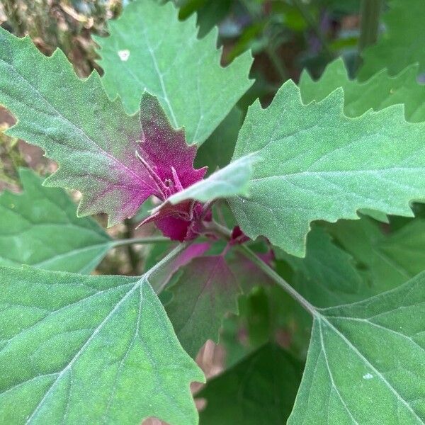 Chenopodium giganteum Ліст