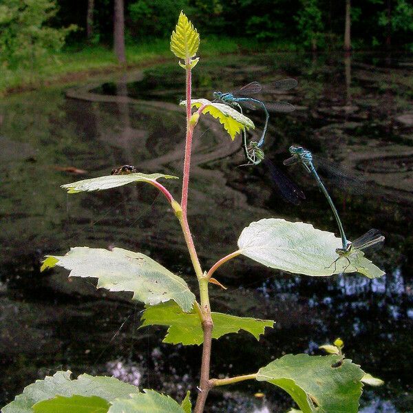 Betula nigra 葉