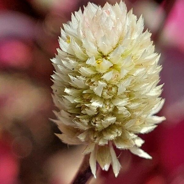 Alternanthera brasiliana പുഷ്പം