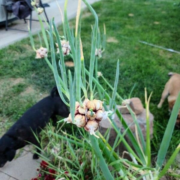 Allium canadense Fruit