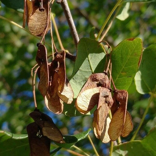 Acer monspessulanum Fruct