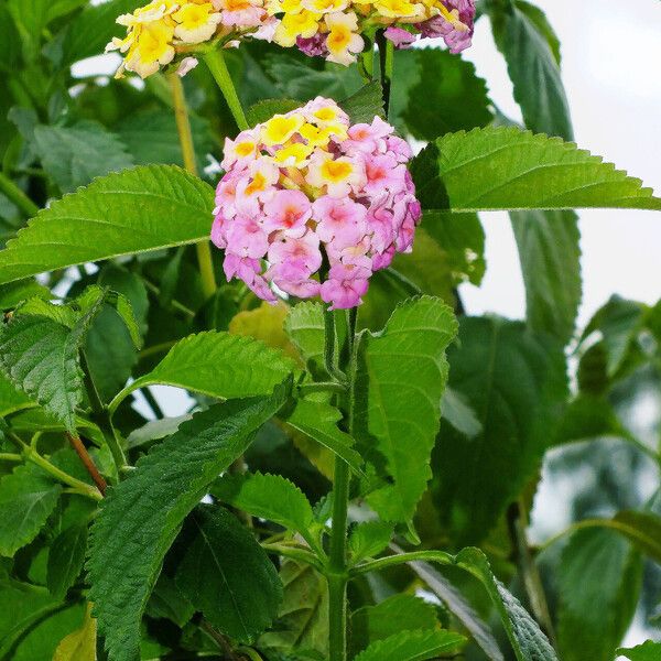 Lantana camara Fleur