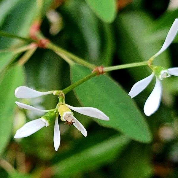 Euphorbia hypericifolia 花