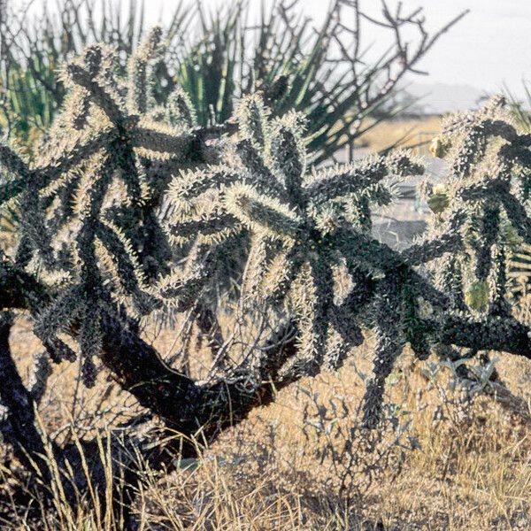 Cylindropuntia imbricata Schors