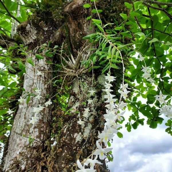 Dendrobium crumenatum Žiedas