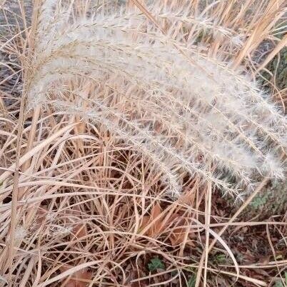 Miscanthus sinensis Φρούτο