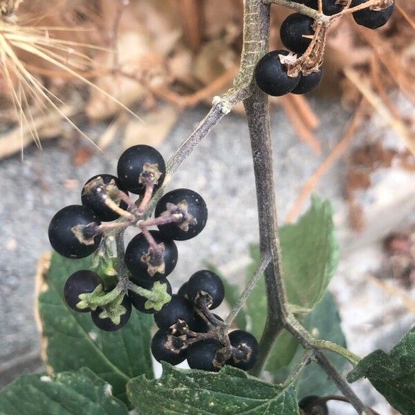 Solanum americanum Плод