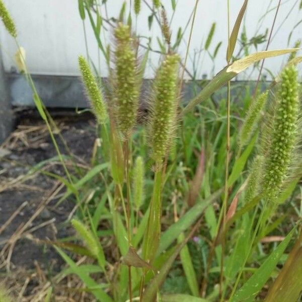 Setaria pumila Habitus