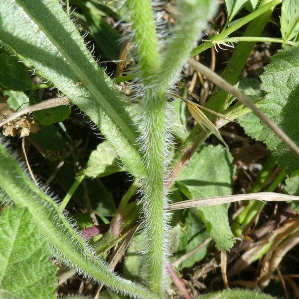 Anchusa azurea Кора