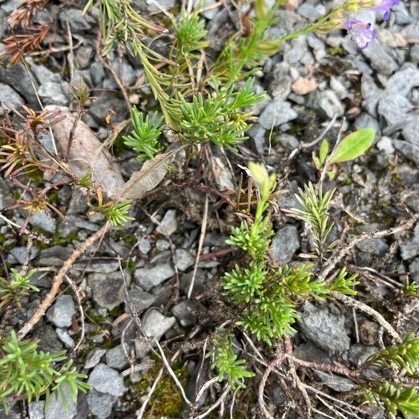 Penstemon linarioides পাতা