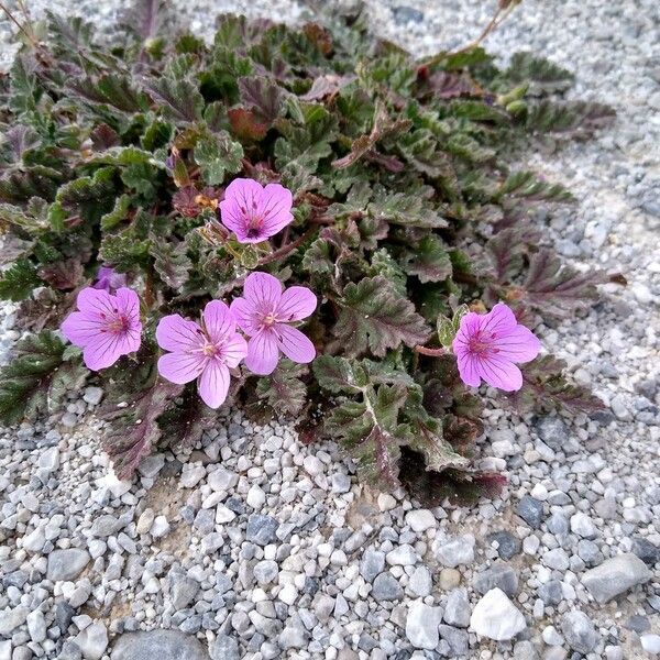 Erodium boissieri Blodyn