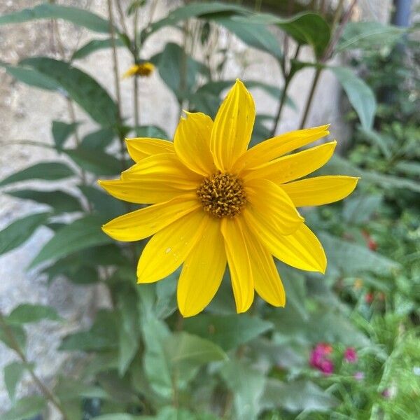 Helianthus × laetiflorus Habit