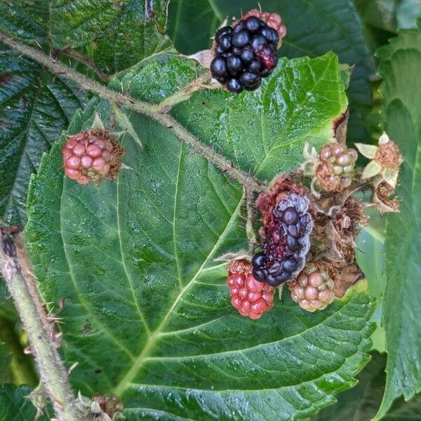 Rubus schleicheri Frukt