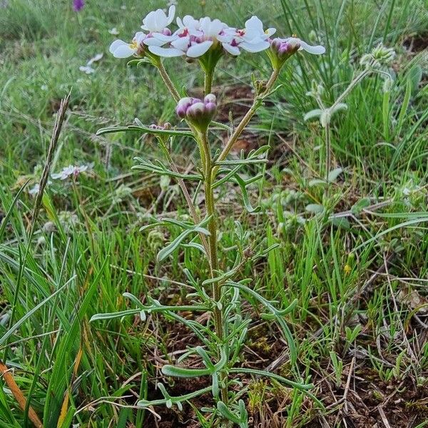 Iberis pinnata Habit