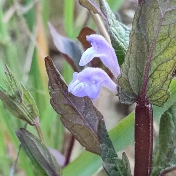 Scutellaria galericulata Flower