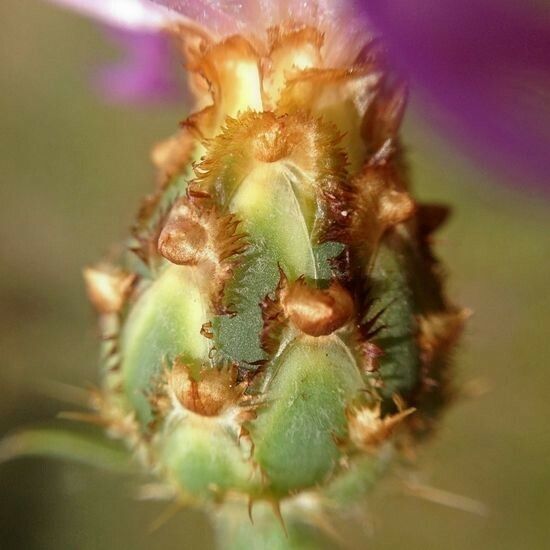 Centaurea diluta 花