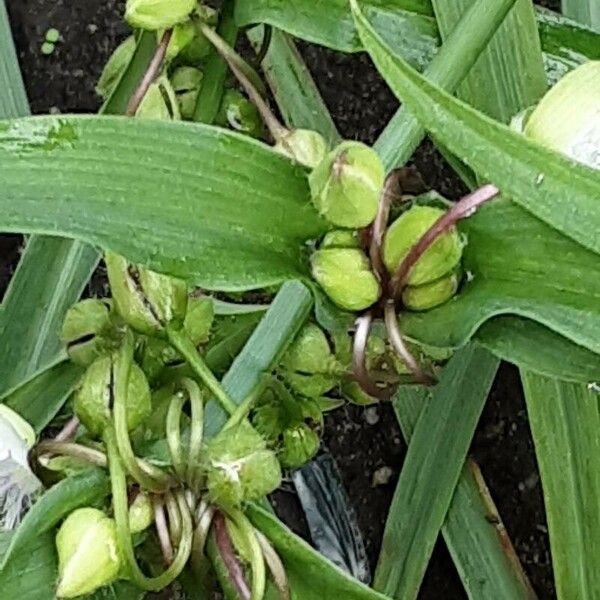 Tradescantia ohiensis Frucht