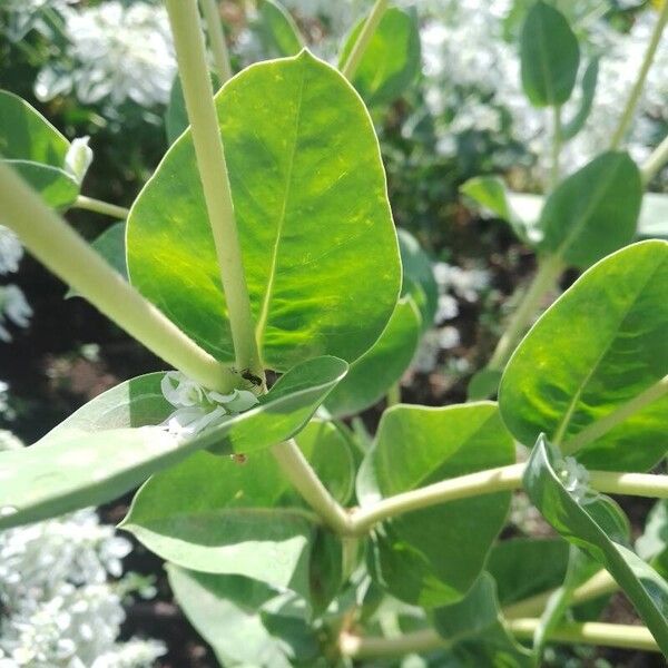 Euphorbia marginata Blad