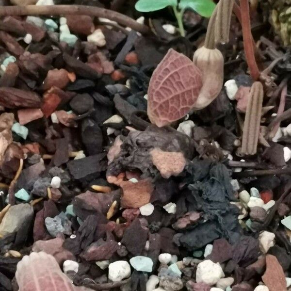 Aristolochia arborea Blomst