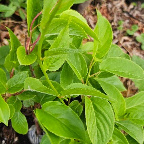 Actinidia arguta Blatt