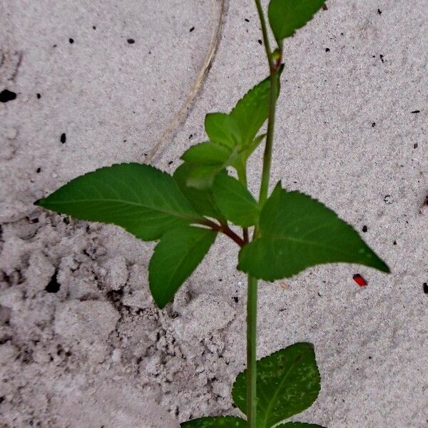 Bidens alba Blatt