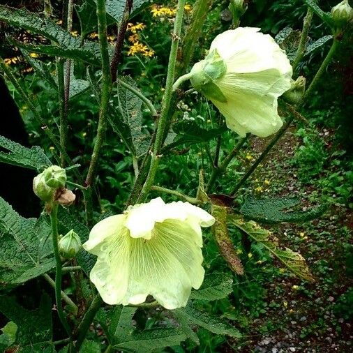 Alcea rosea 花