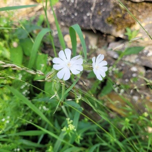 Silene noctiflora Kvet