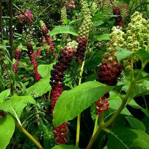 Phytolacca acinosa (Indian poke)