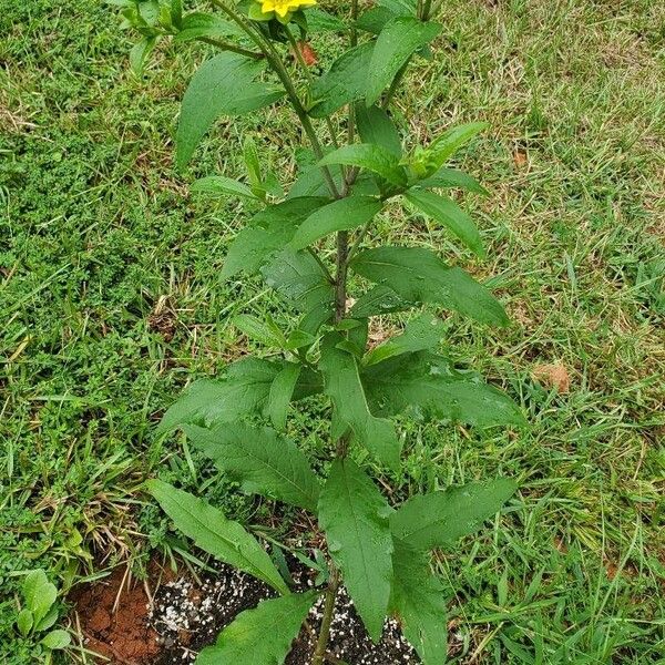 Silphium asteriscus Hábitos