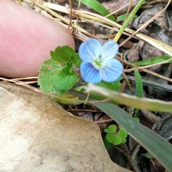 Veronica persica Flower