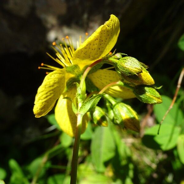 Hypericum richeri Cvet