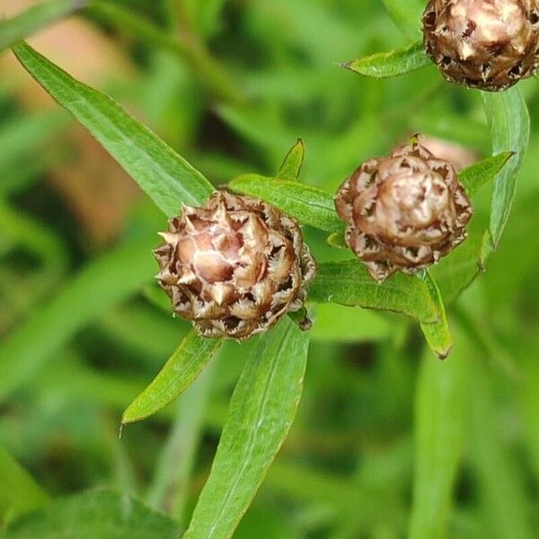 Centaurea nigrescens Ffrwyth